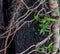 The ivy roots, like nature\\\'s tenacious embrace, tightly clung to the tree trunks,