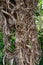 Ivy Roots on a tree trunk