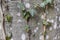 Ivy roots on tree trunk. Hedera helix or European ivy climbing on bark of a tree. Close up