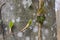 Ivy roots on tree trunk. Hedera helix or European ivy climbing on bark of a tree. Close up