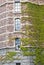 Ivy on the stone wall of the building