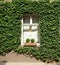 Ivy surrounded window