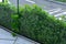 Ivy surrounds a glass railing near the house. it must be kept down by the cut, otherwise it will climb and crawl high. glass panes