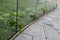 Ivy surrounds a glass railing near the house. it must be kept down by the cut, otherwise it will climb and crawl high. glass panes