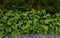 Ivy surrounds a glass railing near the house. it must be kept down by the cut, otherwise it will climb and crawl high. glass panes