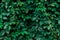 Ivy texture. Ivy hedge background. Ivyberry backdrop. Ivy wallpaper. Ivyberry backround image. Ivy wall. Green wall. Green plant