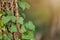 Ivy on textured bark with light in background in close up