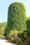 Ivy on the tower in n the dendrological garden of the unique Askania Nova reserve. Kherson region. Ukraine