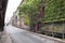 Ivy and tree in lower manhattan under road towards brooklyn brid