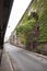 Ivy and tree in lower manhattan under road towards brooklyn brid