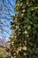 Ivy on a tree trunk, blue sky in the background, shallow depth of field, selective focus