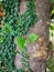 Ivy on tree trunk green leaves hang