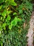 Ivy on tree trunk green leaves hang