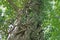 Ivy on the trunk of a tree