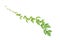 Ivy vine plant, wild climbing on white background, clipping path
