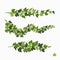 Ivy vines, green leaves of a creeper plant isolated on white background. Vector illustration in flat cartoon style.