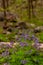 Ivyleaf Morningglory Ipomoea hederacea Wildflower - Cumberland Gap National Historical Park - Kentucky