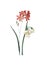 Ixia a fleurs de Phlox and summer snowflake | Antique Flower Ill