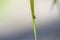 An ixod mite is sitting on a blade of grass. The concept of risk from the bite of a tick encephalitis, Lyme disease and other