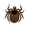 Ixodes tick