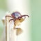 Ixodic tick sitting on the top of a dry grass. Macro photo.