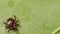 Ixodid tick crawls on a green leaf or blade of grass. Infectious disease carrier, terrible blood sucking crawling bug.