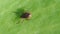 Ixodid tick crawls on a leaf or blade of grass