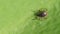 Ixodid tick crawls on a leaf or blade of grass