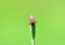 Ixodidae hard tick sitting on grass tip in green background