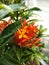 Ixora chinensis & x28;Chinese ixora& x29;