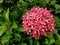 Ixora chinensis or commony called as Chinese ixora
