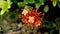 Ixora chinensis Lam,Jungle Flame