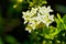 Ixora chinensis Lamk, Ixora spp or Zephyranthes or West Indian Jasmine