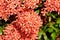 Ixora chinensis Lamk, Ixora spp or Zephyranthes or West Indian Jasmine