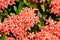 Ixora chinensis Lamk, Ixora spp or Zephyranthes or West Indian Jasmine