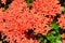 Ixora chinensis Lamk, Ixora spp or Zephyranthes or West Indian Jasmine