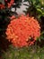 Ixora chinensis is a tropical plant consisting of trees and shrubs with striking red flowers