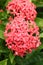 Ixora Coccinea