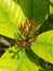 Ixora coccinea budding flower