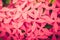 Ixora coccinea flowers vintage