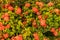 Ixora coccinea,a genus of flowering plants in the Rubiaceae  the garden