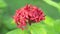 Ixora coccinea jungle geranium flame of the woods flower