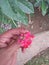 IXORA COCCINEA L. , Common name; Red IXORA, jungle geranium ;flame of woods