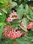 IXORA COCCINEA L. , Common name; Red IXORA, jungle geranium ;flame of woods