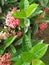 IXORA COCCINEA L. , Common name; Red IXORA, jungle geranium ;flame of woods