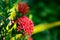 Ixora coccinea tropical flower Trinidad and Tobago gardening