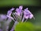 Ixora color purple flower on blur background beautiful nature