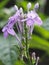 Ixora color purple flower on blur background beautiful nature