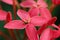 Ixora flower with ant