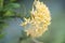 Ixora flower in garden